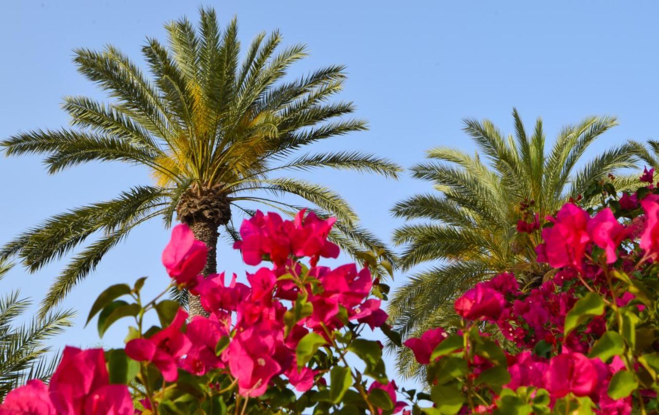 Golden Palms Guest House & Cafe Famagusta (Northern Cyprus) Exterior foto